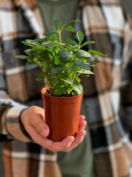 Schefflera ОCTINOPHYLLA 15-20/009